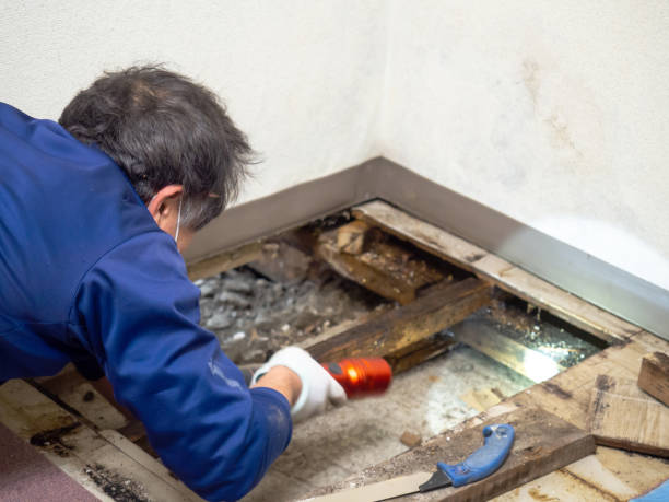 Best Mold Cleaning Services  in Bedford Hills, NY