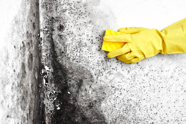 Best Commercial Mold Removal  in Bedford Hills, NY