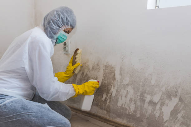 Best Fast Mold Removal  in Bedford Hills, NY