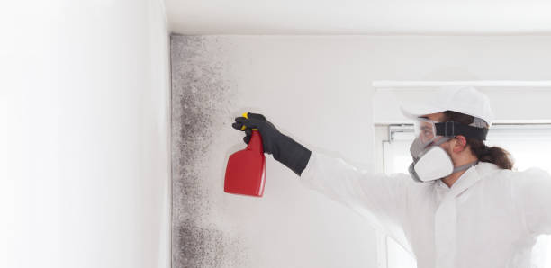Best Affordable Mold Removal  in Bedford Hills, NY