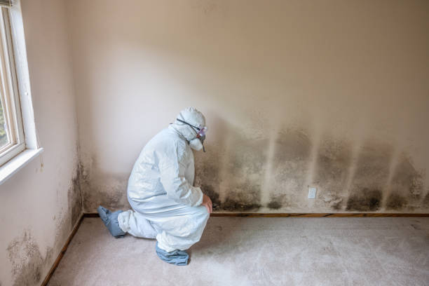Best Affordable Mold Removal  in Bedford Hills, NY
