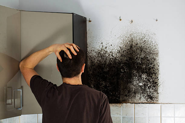 Best Toxic Mold Removal  in Bedford Hills, NY