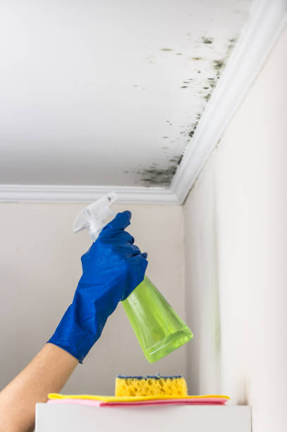 Best Home Mold Removal  in Bedford Hills, NY