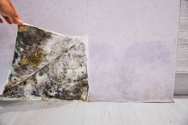 Best Mold Damage Repair  in Bedford Hills, NY